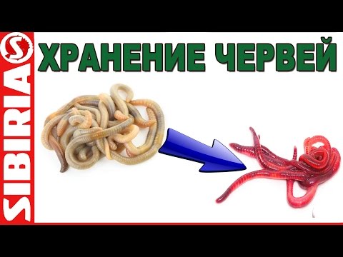 Видео: Хранение червей. Красный ЧЕРВЬ - это ПРОСТО, хранение опарыша