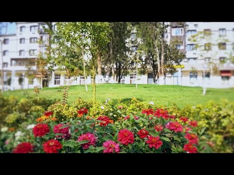 Видео: Программа «Есть вопросы»: Как в Шымкенте решаются проблемы в сфере озеленения?