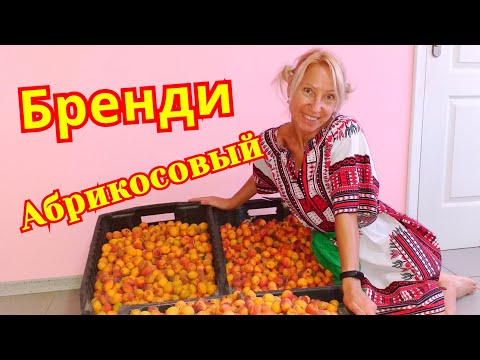 Видео: Абрикосовый бренди. Самогон из абрикосов/Абрикосовый дистиллят.