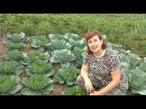 Видео: Прості але Дієві засоби, які захистять вашу Капусту від білокрилки та інших шкідників