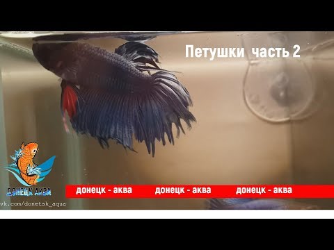 Видео: петушки 2, Betta, аквариумистика, HOW TO: Care for, kuidas Betta Fishi hoolitseda, akvariistika