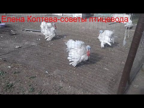 Видео: Чем лечить цыплят от поноса.