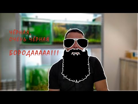 Видео: Борода и аквариум! Как не допустить появления в аквариуме водорослей!