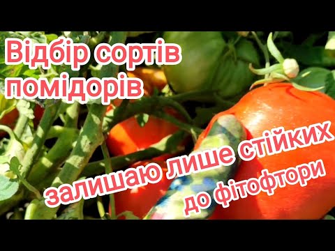 Видео: Як стійкість помідорів до хвороб, впливає на результат.