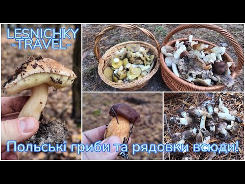 Видео: Польські гриби та рядовки всюди!