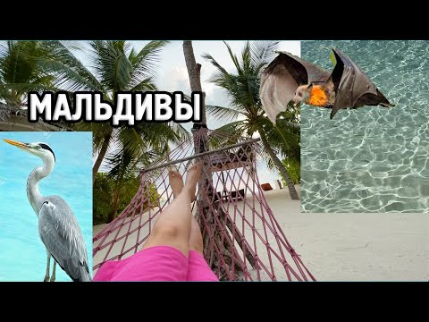 Видео: МАЛЬДИВЫ I Nika Island Resort&SPA I VLOG