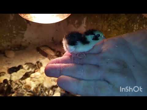 Видео: А у нас пополнение🐣🐣🐣