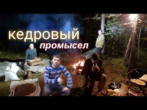 Видео: Кедровая лихорадка. Заготовка кедрового ореха.