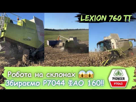 Видео: Lexion буксує😱 Збираємо 🌽🌽Pioneer P7043 на наших горбах‼️