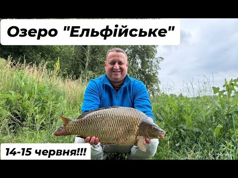 Видео: Риболовля па коропа на Озері "Ельфійське" в с. Северинівка Сумського району.
