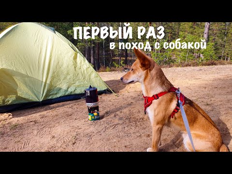 Видео: Первый раз в поход с собакой | Ночуем на озере