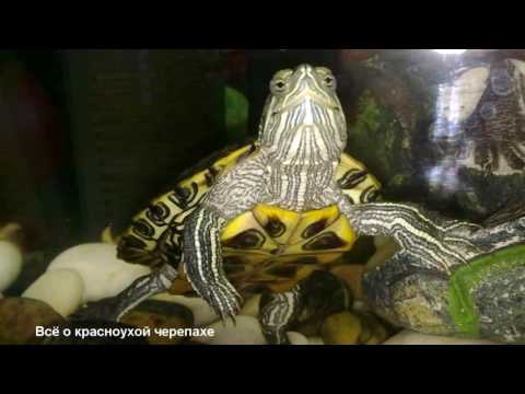 Видео: Продавцы красноухих черепах дают ужасные советы по содержанию!