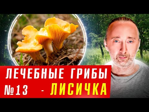 Видео: Самое сильное средство от Паразитов, и для Печени! Гриб Лисичка!