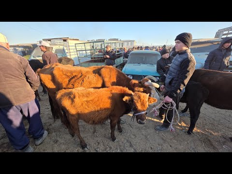Видео: 19 октября 2025 г. ТУРТКУЛЬ МОЛ БОЗОР НАРХЛАРИ