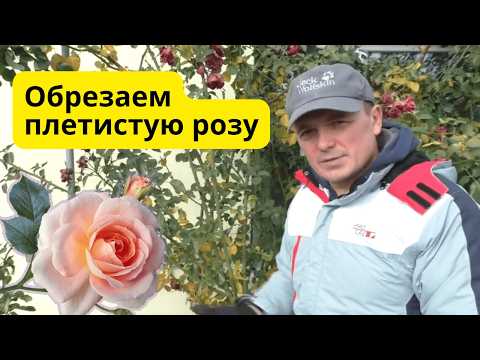 Видео: Обрезка плетистой розы осенью, которая зарядит её на весеннее цветение 🌹