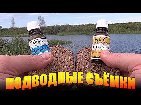 Видео: АНИС или МЁД!!! Что выберет рыба? Подводные съёмки.