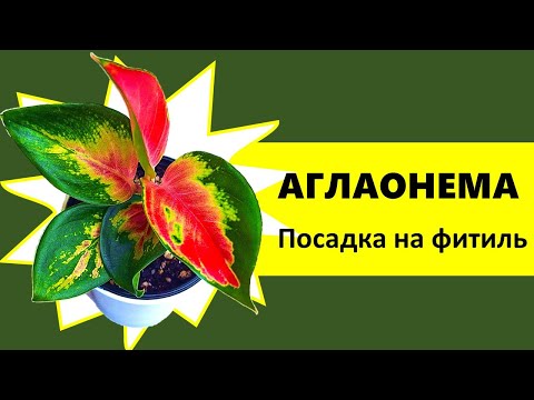 Видео: АГЛАОНЕМА Ред  Дракон. Как перевести на фитильный полив?