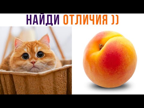 Видео: НАЙДИ ХОТЬ 1 ОТЛИЧИЕ))) (их нет) Приколы с котами | Мемозг 975