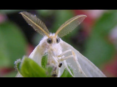 Видео: Американская белая бабочка