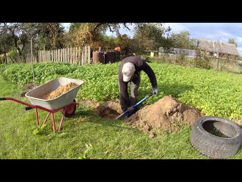 Видео: ПОСАДИЛ у СЕБЯ НА УЧАСТКЕ САЖЕНЦЫ ПЛОДОВЫХ ДЕРЕВЬЕВ