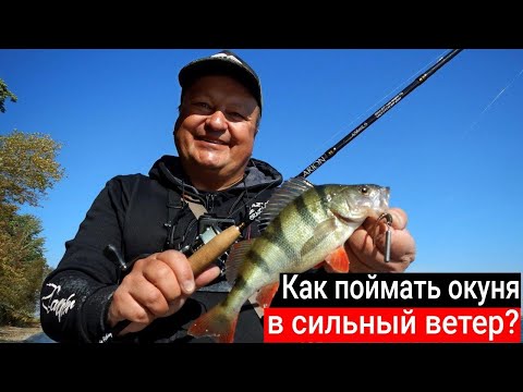 Видео: Как поймать много окуней осенью в сильный ветер на спиннинг с берега? Рыбалка с CF Arion 832 LS