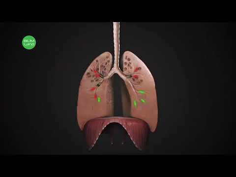 Видео: Тыныс алу жүйесі