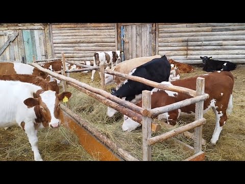 Видео: Ауыл тынысы.Сауын сиырлар,картоп жайлы әңгіме.