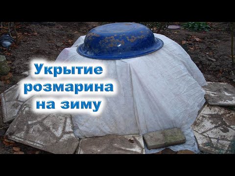 Видео: Розмарин в открытом грунте: 7 декабря обрезка и укрытие на зиму. Как сохранить розмарин в мороз?