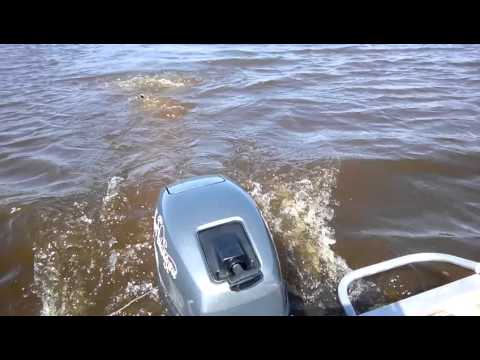 Видео: Фибербот +ямаха 9.9(15) 12 шаг солас