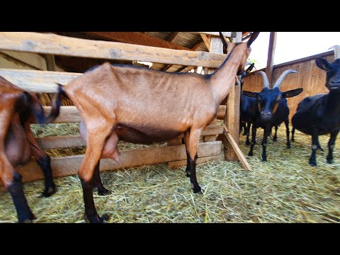Видео: От какого окота лучшие козлята  // Огромный живот  // Коровы
