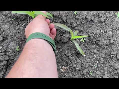 Видео: Вносим гербицид по кукурузе🌽💪