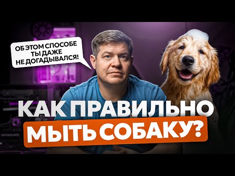 Видео: Уникальный способ помыть собаку или кошку: быстрее, экономнее, качественнее