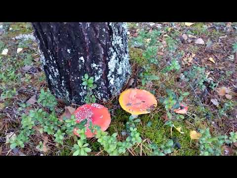 Видео: Загадочный мухомор