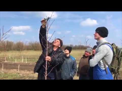 Видео: Интенсивный персиковый сад на подвое персик монжурский