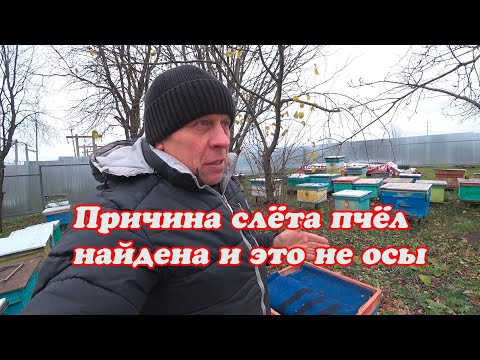 Видео: РЕЗУЛЬТАТ ПОСЛЕДНЕЙ ОБРАБОТКИ ОТ КЛЕЩА, ПРИЧИНА СЛЁТА ПЧЁЛ НАЙДЕНА