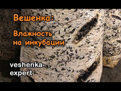 Видео: Влажность на инкубации вешенки. Что такое сухая инкубация. Почему не зарастают прорези в блоках