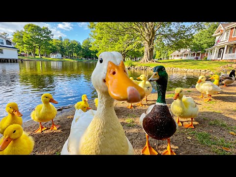 Видео: Игривые утки у озера 🦆 Трогательная семейная сцена для расслабления и поднятия духа 🌿💖