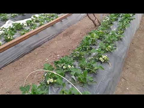 Видео: серая гниль,что делать