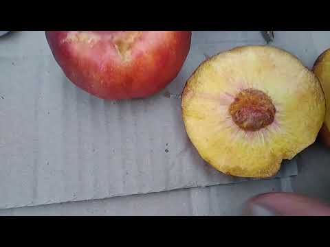 Видео: Месембріне -інжирний нектарин.