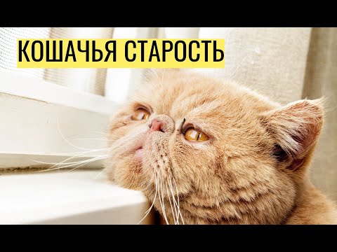 Видео: Кошачья старость — что нужно знать об уходе за стареющими кошками