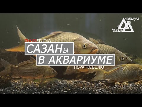 Видео: Сазан в аквариуме. Отдал сазанов.
