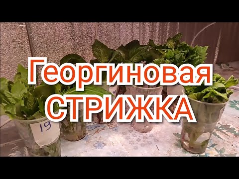 Видео: Как нарезать черенки георгин?