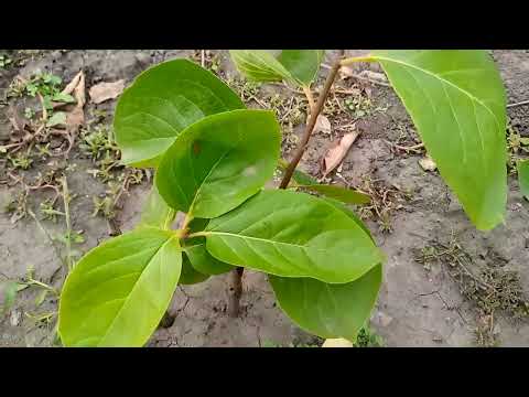 Видео: Осень   радует  но  не  очень