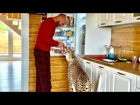 Видео: Герда зашла в дом за вкусняшками и они встретились с Месси. Взгляд Месси на это бесподобен 🤣