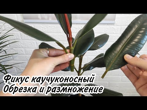 Видео: Фикус каучуконосный. Обрезка и размножение фикуса эластика