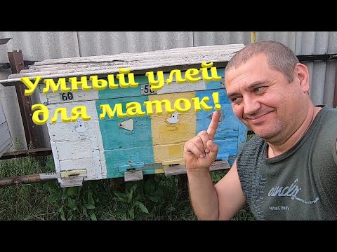 Видео: Умный улей для отводков и качественных маток на четыре отсека! Заселил с семьи пчёл от матки И.О...!