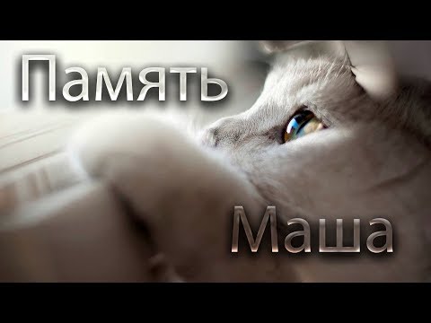 Видео: В память о нашей кошке Маше. #Fm76