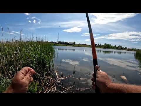 Видео: Я приехал в гости к карасю,  а он ушёл на нерест, пришлось общятся с его детьми, отчёт № 380