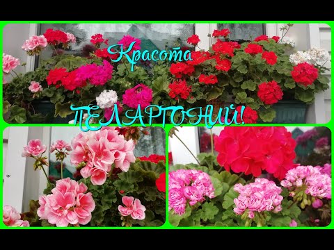 Видео: ПЕЛАРГОНИИ Мои секреты выращивания.