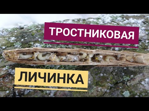 Видео: ТРОСТНИКОВАЯ ЛИЧИНКА ♦ УЛОВИСТАЯ НАСАДКА НА БЕЛУЮ РЫБУ!
